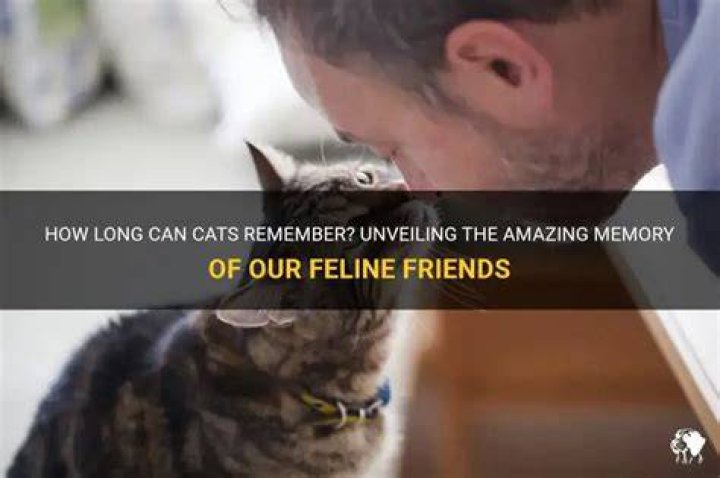 How long can a cat remember you?