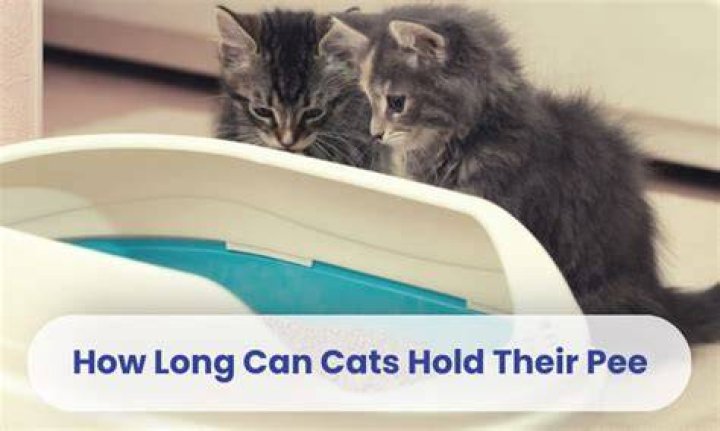 How Long Can cats hold their pee?