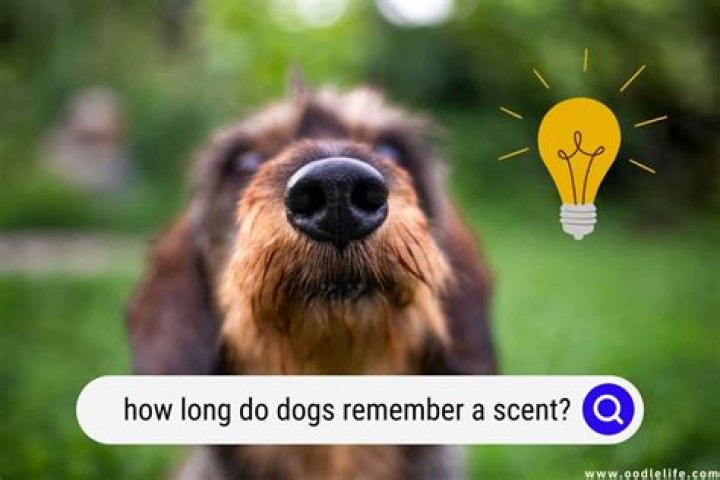How long can dog remember you?