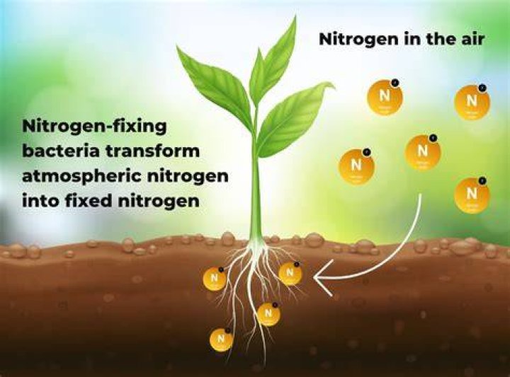 How long can nitrogen be stored?