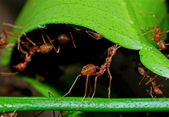 How long do ant colonies last?