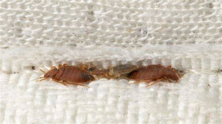How long do bed bugs live without human contact?