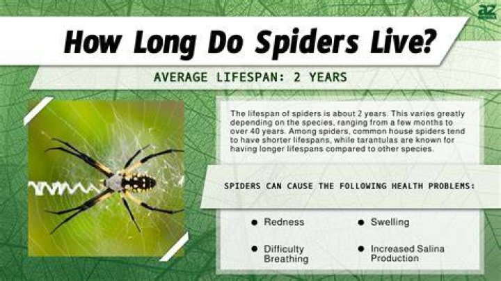 How long do house spiders live?