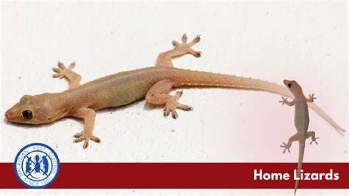 How long do pet lizards live?