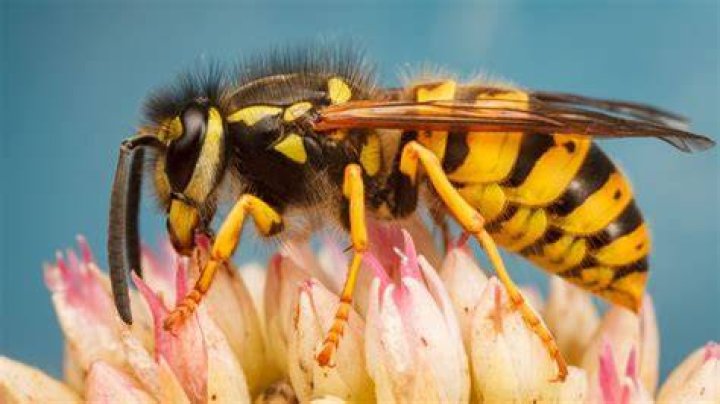 How long do yellow jackets live?