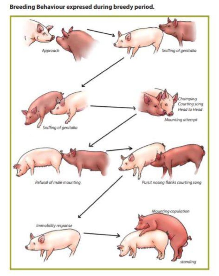 How long does breeding take BDSP?