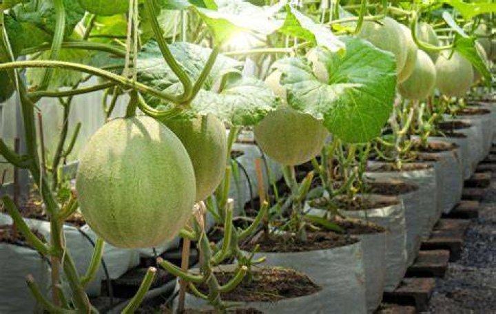 How long does it take cantaloupe to grow from seed?