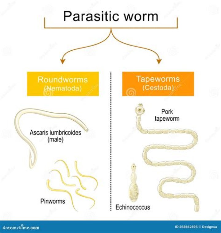 How long does it take to show symptoms of roundworms in humans?