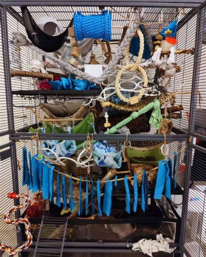 How long should rats be out of their cage?