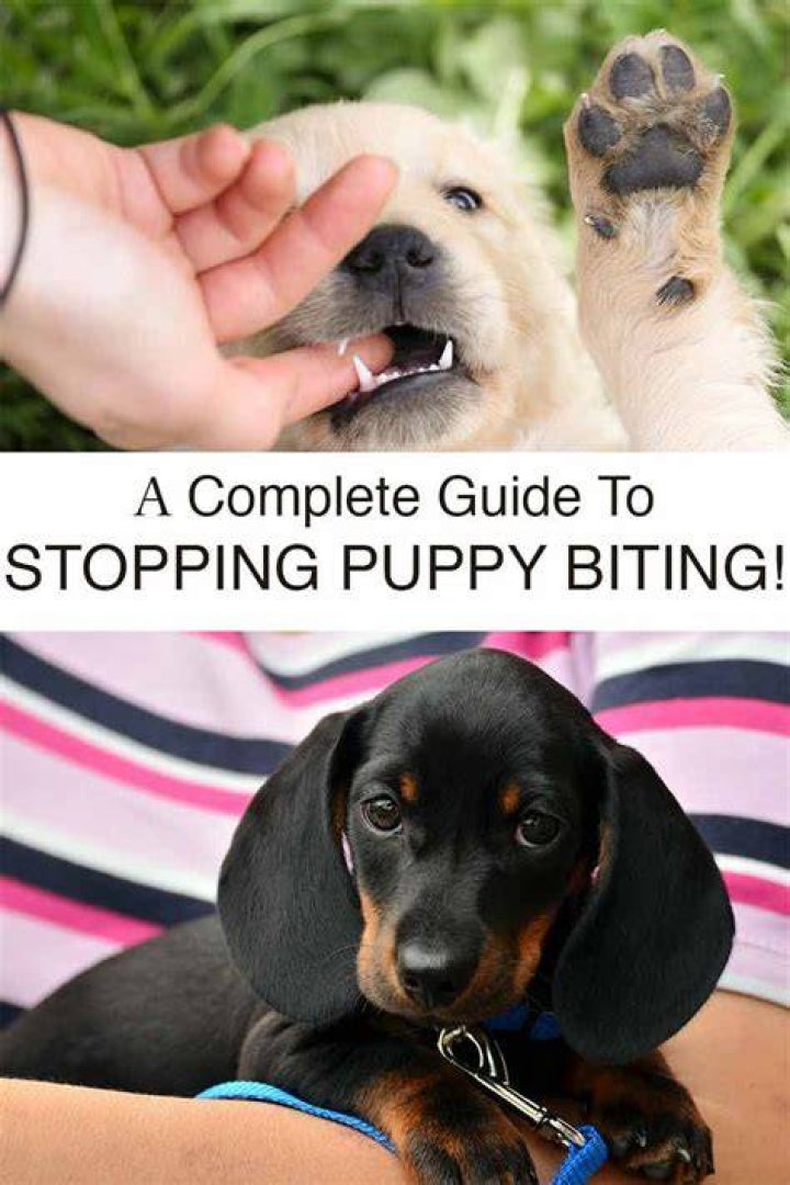 How long until puppies stop biting?