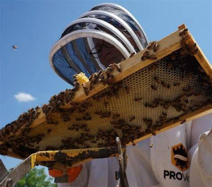 How many bees are in a 10 frame hive?