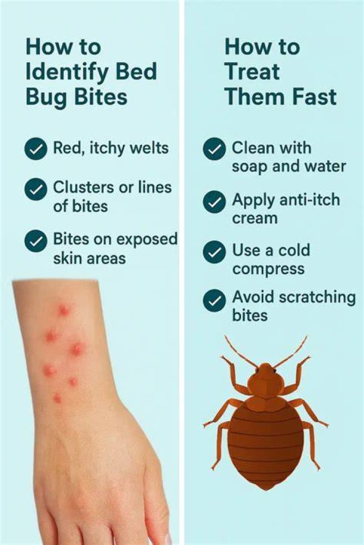 How many bites a night from bed bugs?