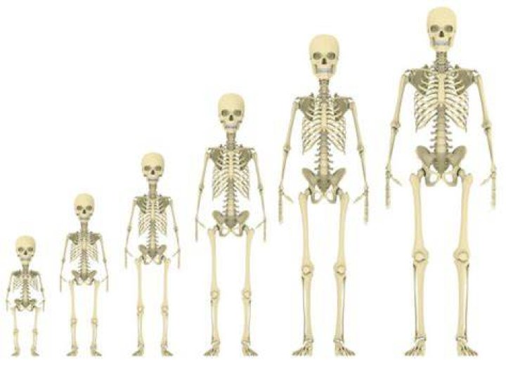 How many bones does a 12 year old have?