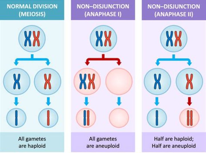 How many chromosomes does anaphase 1 have?