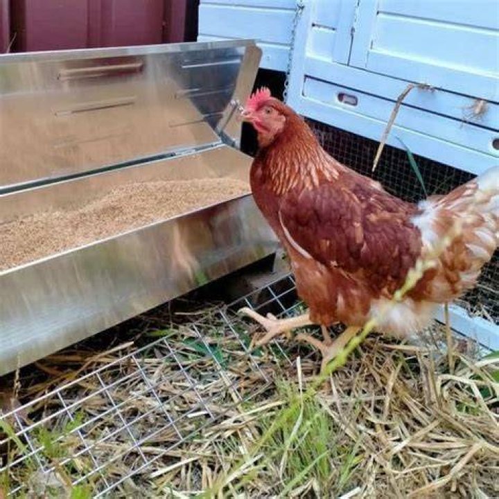 How many feeders are needed for layers?