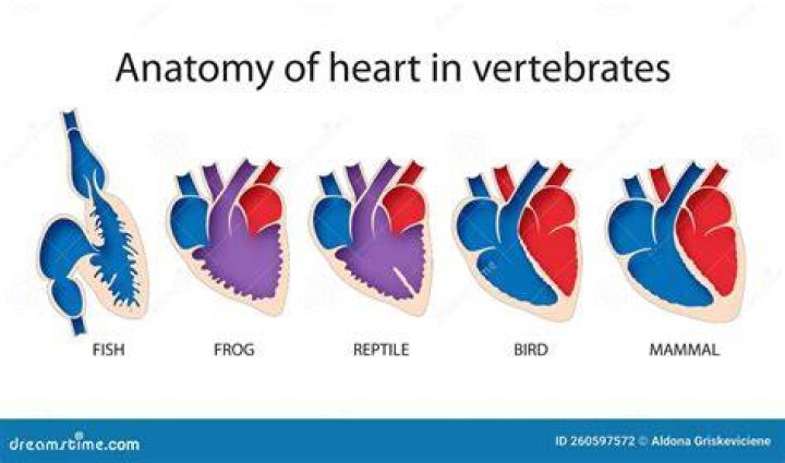 How many hearts do blazes have?