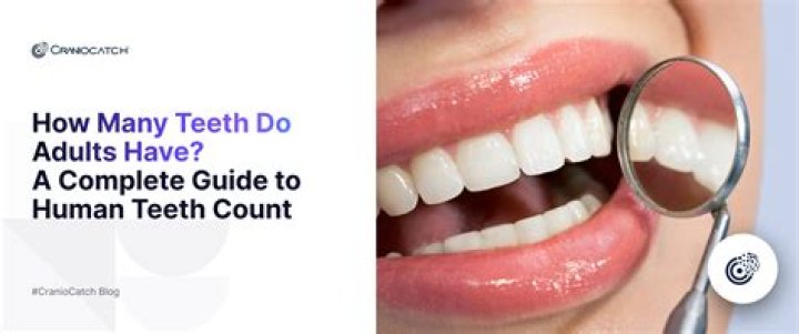 How many teeth do adults need?