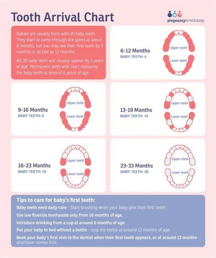 How many teeth should a one year old have?