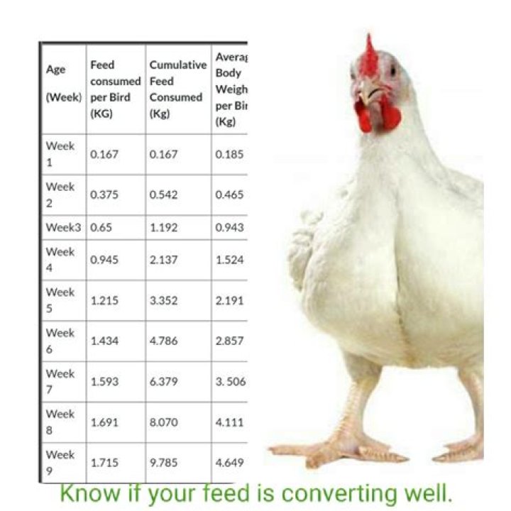 How many times a day should chickens be fed?
