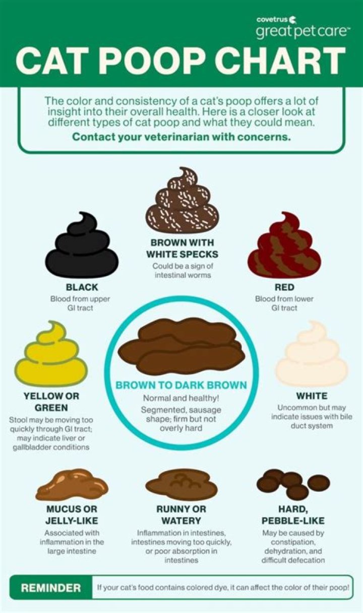 How many times does a cat poop in a day?