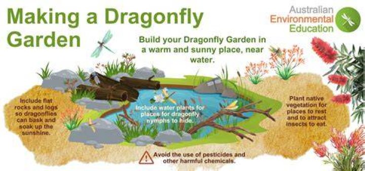How much are red dragonflies worth?
