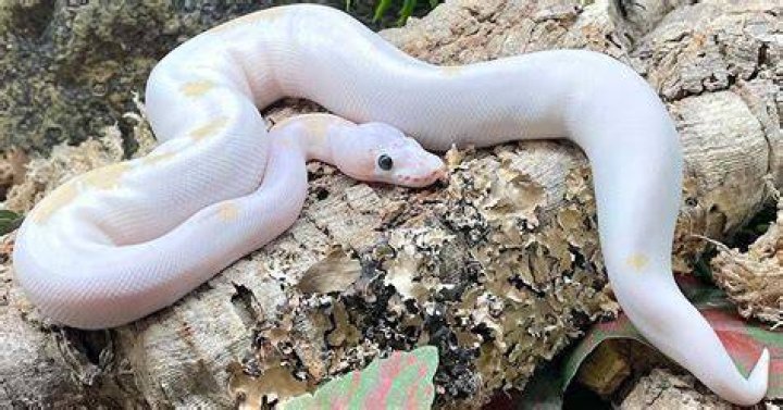 How much does a rainbow python cost?