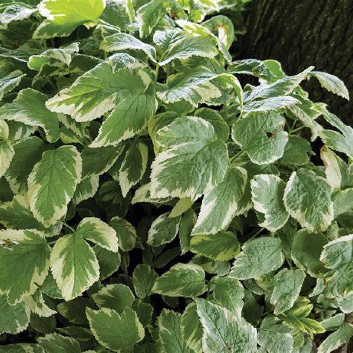 How much ivy do I need for ground cover?