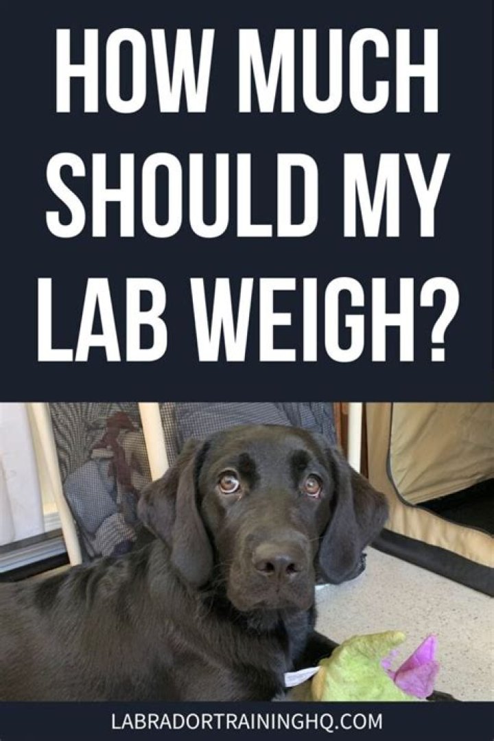How much should a d1 linebacker bench?