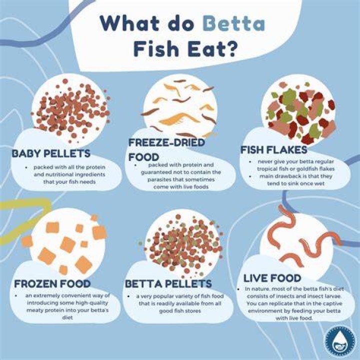 How often should I feed my betta fish?