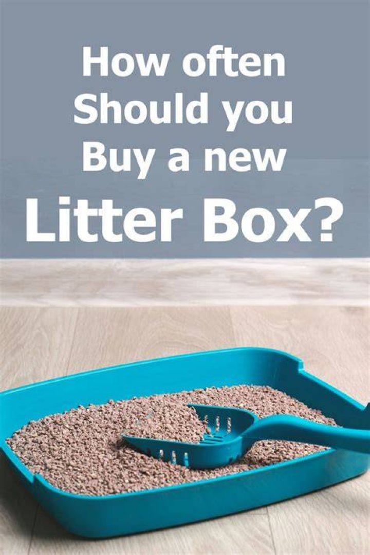 How often should I scoop the litter box?