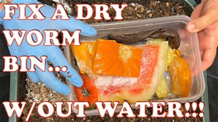 How often should you check your worm bin?
