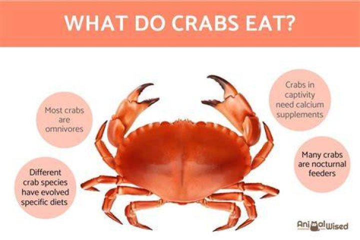 How old are crabs?