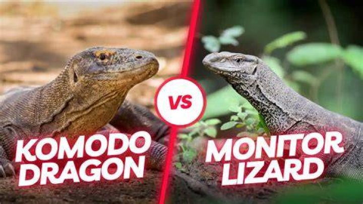How strong is Komodo dragon venom?