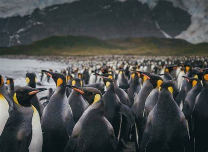 Is Antarctica rich in gold?