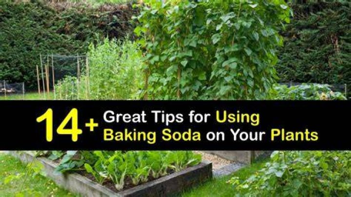 Is baking soda good for flowering plants?