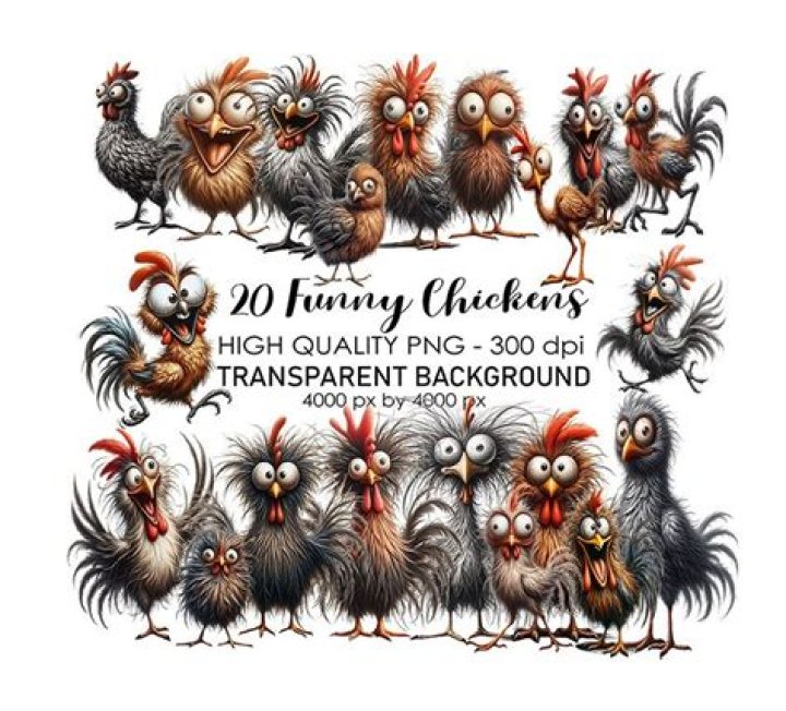 Is beer good for chickens?