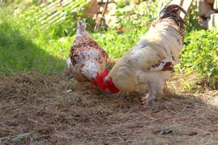 Is beer OK for chickens?