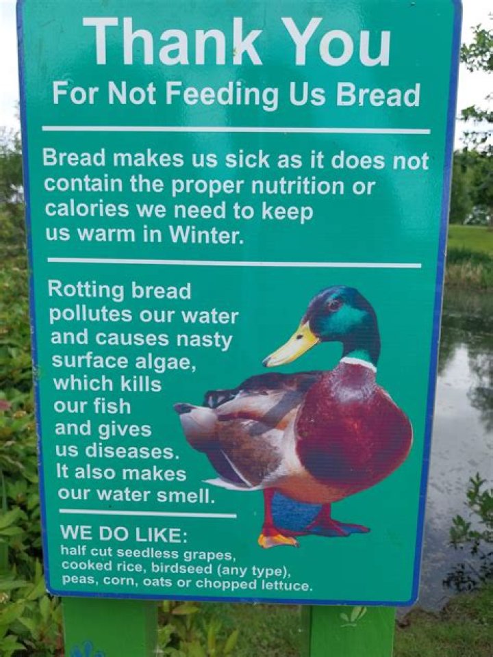 Is bread bad for ducks?
