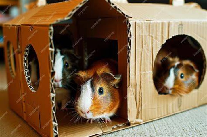 Is cardboard bad for guinea pigs?
