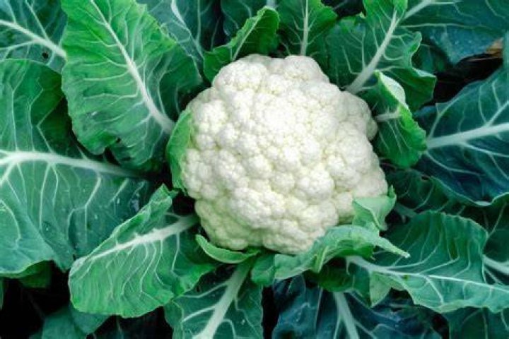 Is cauliflower healthier than cabbage?