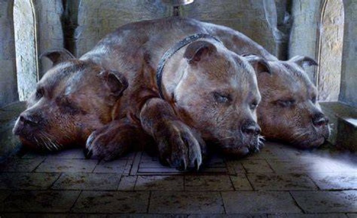 Is Cerberus Fluffy from Harry Potter?