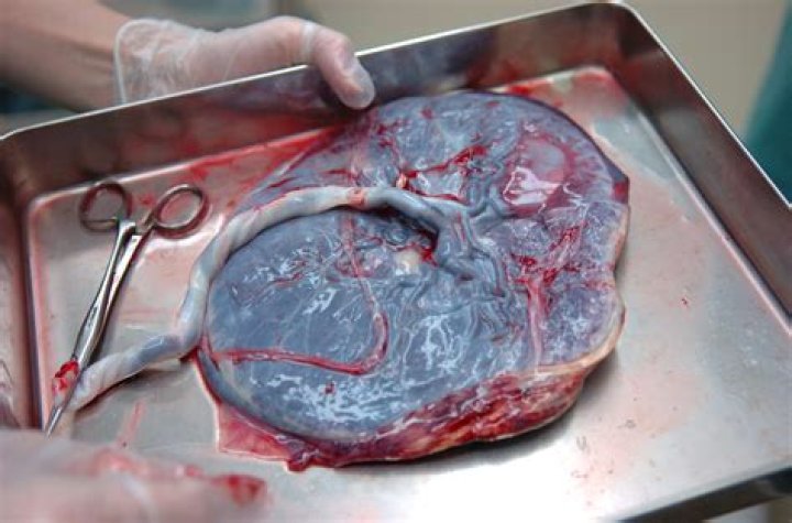 Is eating placenta legal?