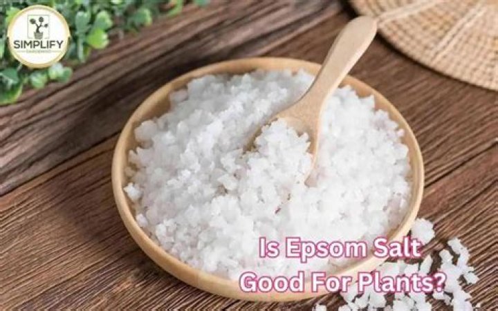 Is Epsom salt good for cut flowers?