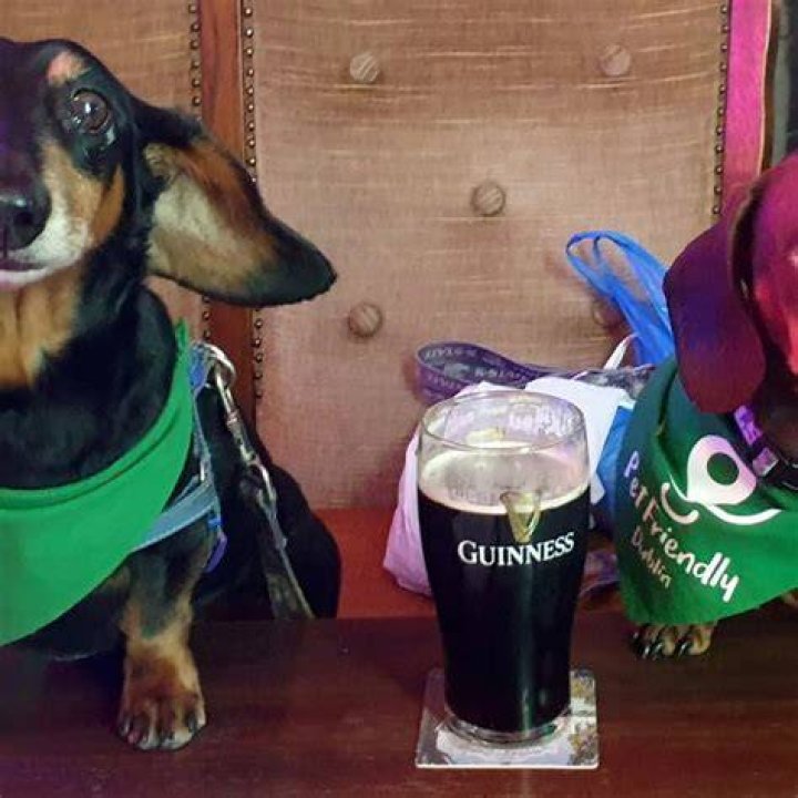 Is Guinness bad for dogs?