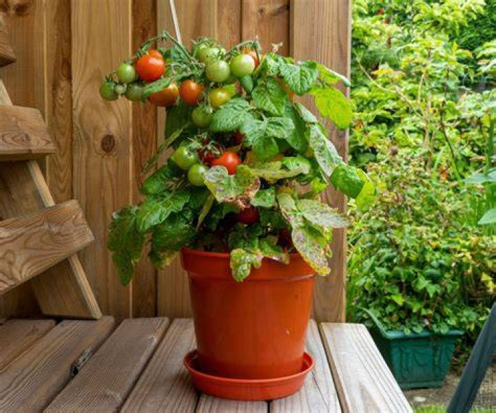 Is human urine good for tomato plants?