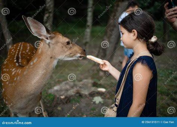 Is it harmful to feed wild deer?