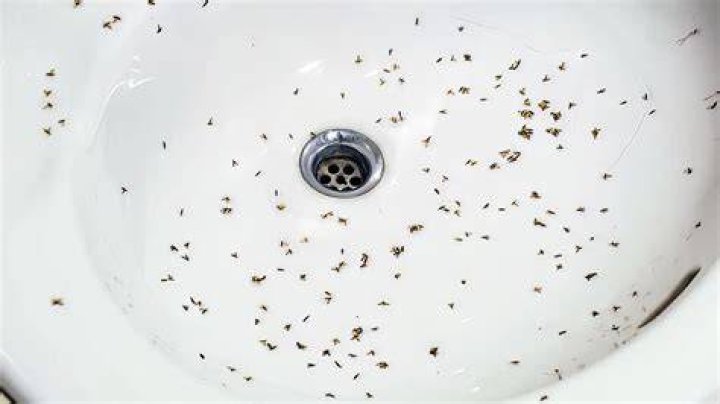 Is it OK to have flies in compost?