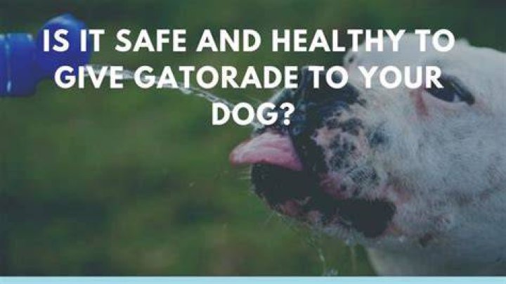 Is it safe to give a dog Gatorade?