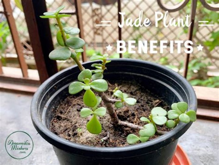 Is jade plant good for health?