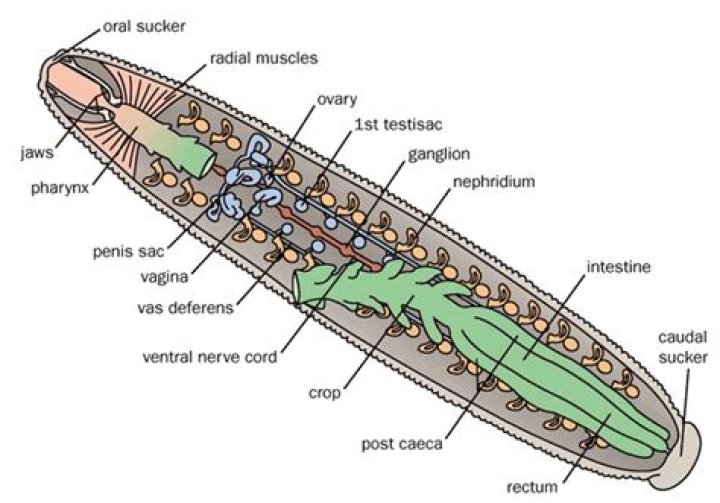Is leech a hermaphrodite?